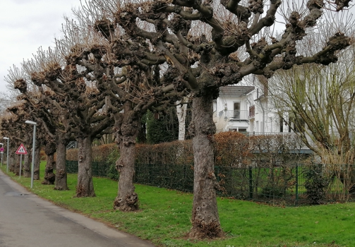 Baumreihe am Rheinufer in Niederdollendorf
